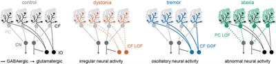 Cerebellar dysfunction in rodent models with dystonia, tremor, and ataxia